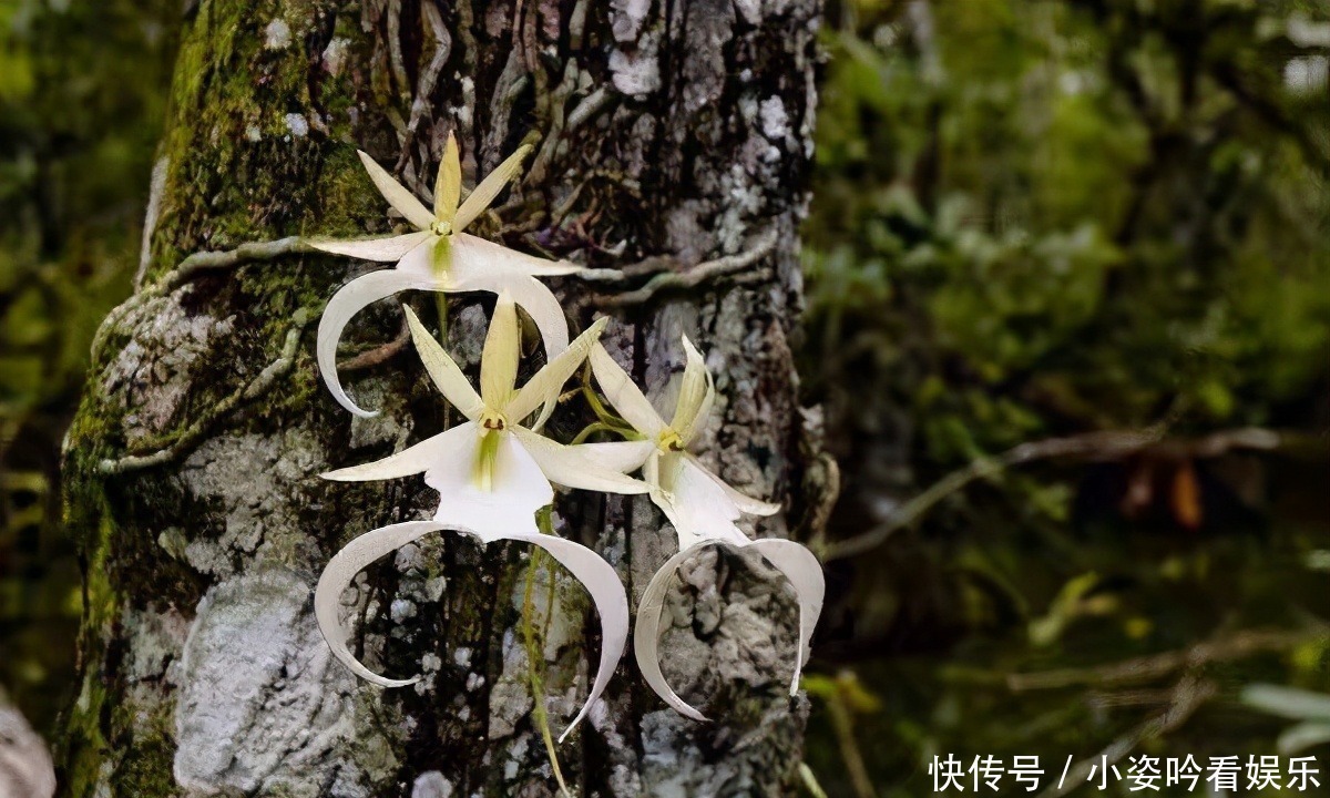 植物界|世界上最贵的6种花，植物界的“无价之花”，看看你认识几种