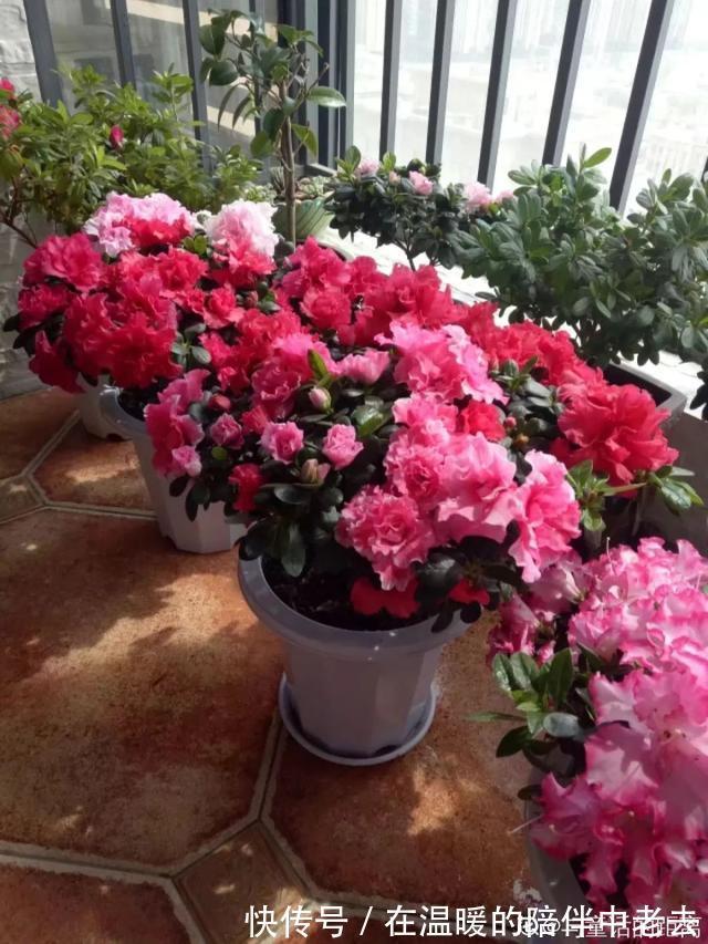 养花技巧公认难养的3种花，高手用经验告诉你，怎样快速开花