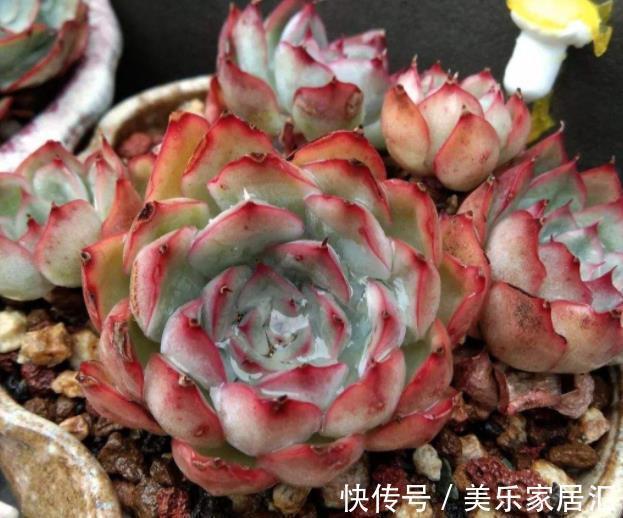 新手养盆多肉猎户座,皮实好养不徒长,叶片肥厚爱爆崽,美极了