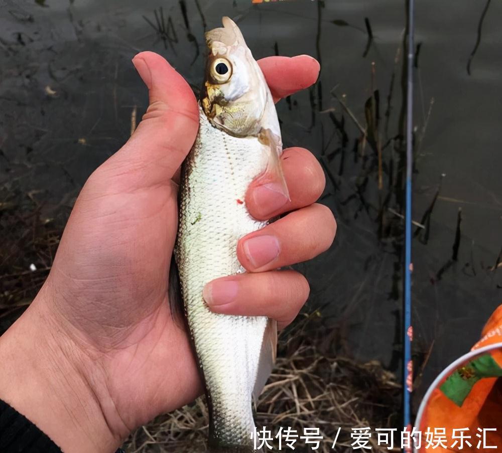 一说冬钓,就是鲫鱼,试试这几种目标鱼,冬季给口也很好