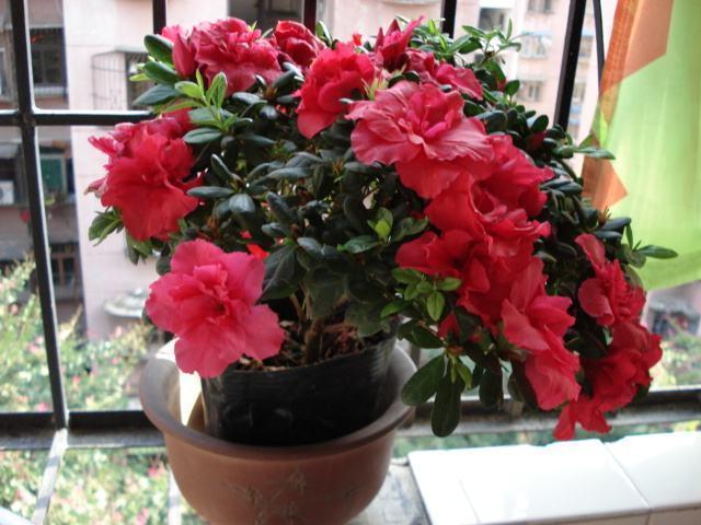 夏季养杜鹃花,有“5个”窍门,不掉一片叶,枝叶茂盛,开花超多