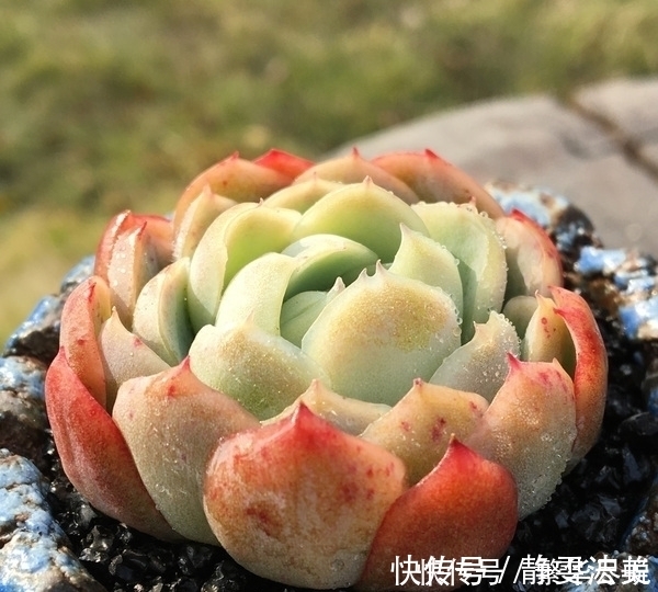 休眠|夏天多肉千万别暴晒,除非看了这篇文章,不然多肉化水了