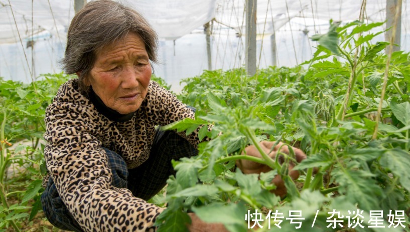 浇花|发酵淘米水能不能用来浇花？这一结果告诉你答案，千万不能随便用