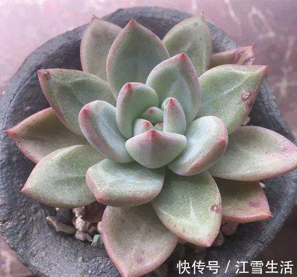 阳台党|5种多肉难出状态，就要狠狠虐，不然干脆送人！