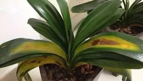 家中的花“快死了”怎么办只要一粒“药片”,便可起死回生!