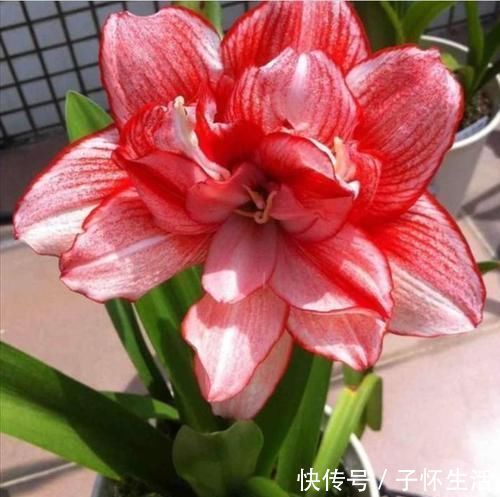 4种漂亮花,花朵大、花期长,一年四季开花不断,一开就是300多天