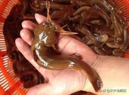 养殖|俗称“水蜂子”,我国特有的冷水鱼,1年长不到1两,却卖200元1斤