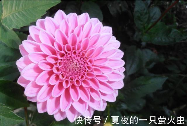 养花就养耐旱的,开花花朵挂满枝,比吊兰还好养,夏季也赏花不断