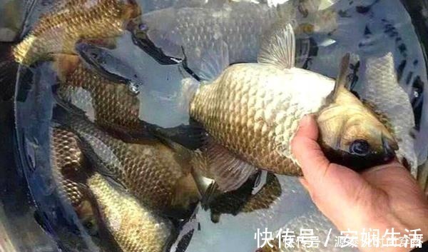 钓大板鲫饵料配方,便宜且简单,关键还是效果好,适合秋季使用!