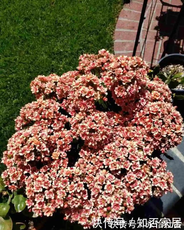 养花技巧：折腾不死的25种花，咋养都爆盆，懒人最适合