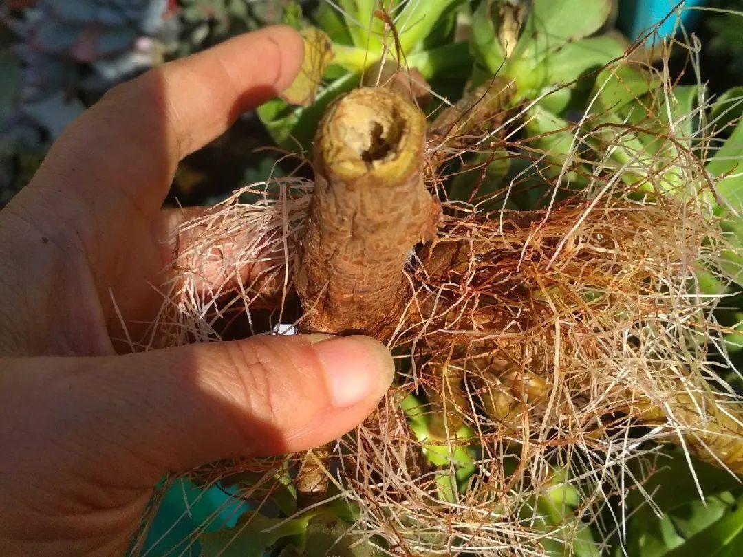 茉莉花扦插有机关,砍这一段枝条,插土里3天就活!