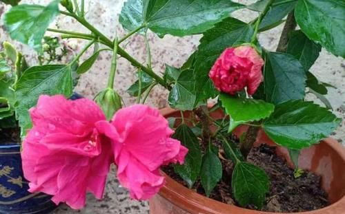 阳台养花，选用“创意花盆”，比摆放“百样花”还好看