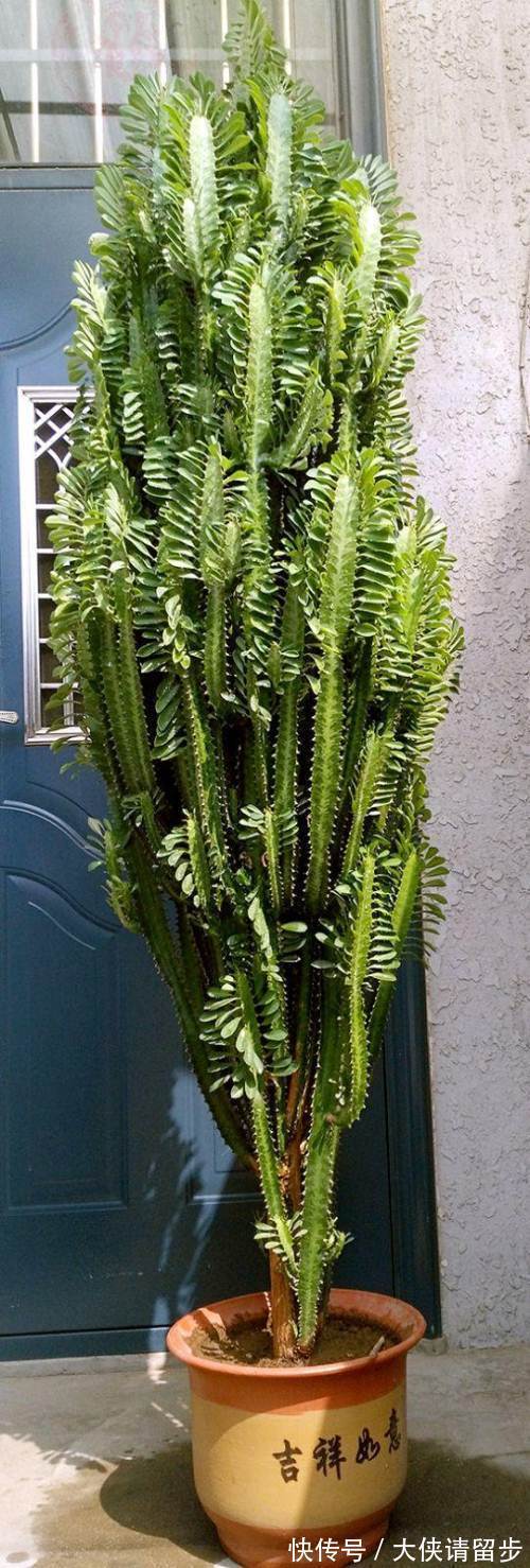 “人养花三年,花养人一生!”家居盆花100种,总有几款你喜欢