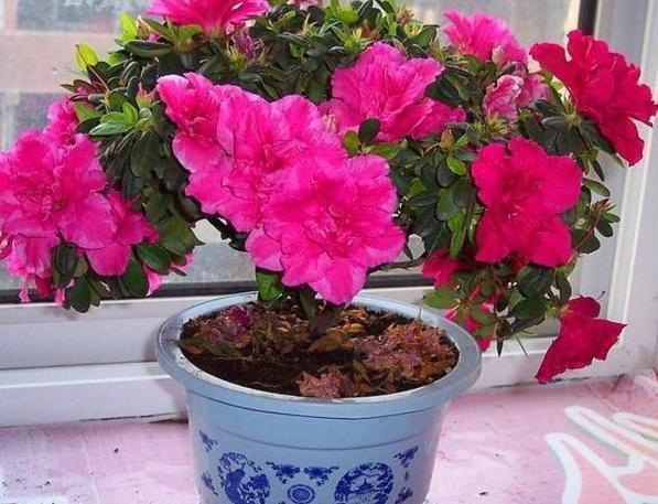 养茶花、杜鹃花，不懂得这4方面需求，盆栽成活、开花难度极高