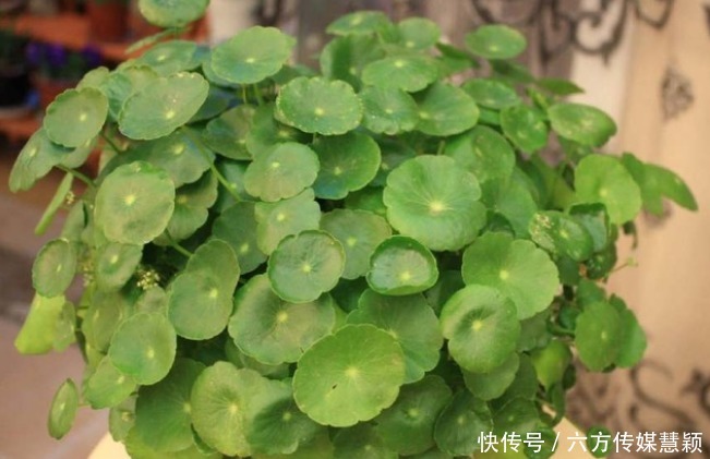 铜钱草|夏天不能缺水的5种花,越浇水长得越旺