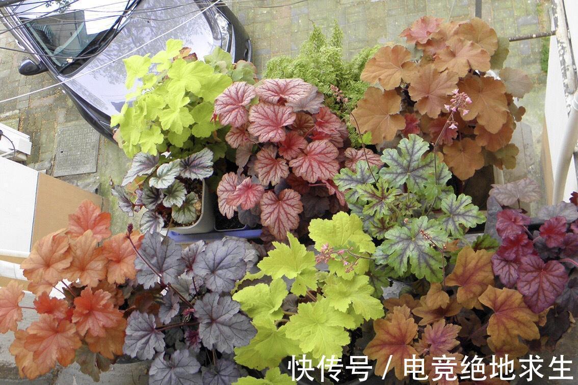 13种“漂亮花”,零下20度也冻不死它,大雪天依旧能开,又香又艳