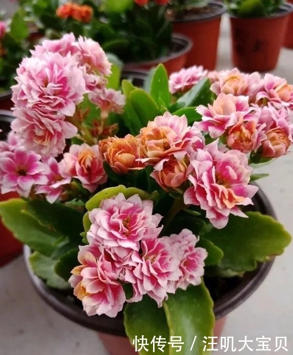 长寿花入室要“虐养”,“砍一刀”喂点水,“独苗”绽放层叠群花