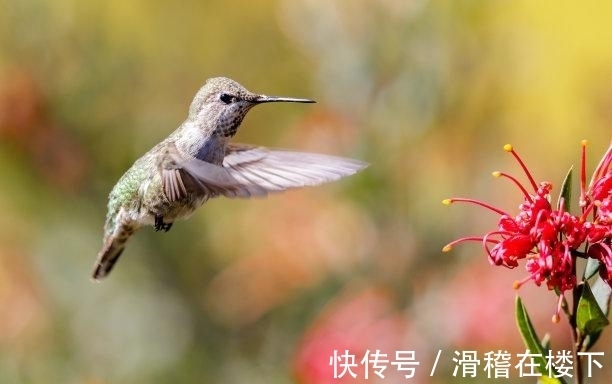 前任|往后9天，前任归来，红娘相助，旧情归来，深情相依，永不分离