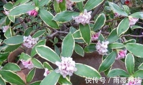 浇水量|在家养啥花合适此4种随便来一盆，植株长势旺、满屋飘香