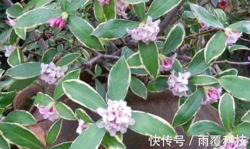 浇水量|在家养啥花合适此4种随便来一盆,植株长势旺、满屋飘香