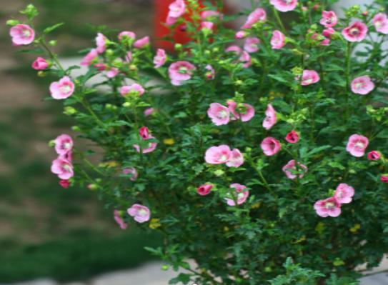 王大叔养的这盆栽,1年365天都开花,花团锦簇好看极了,好养活