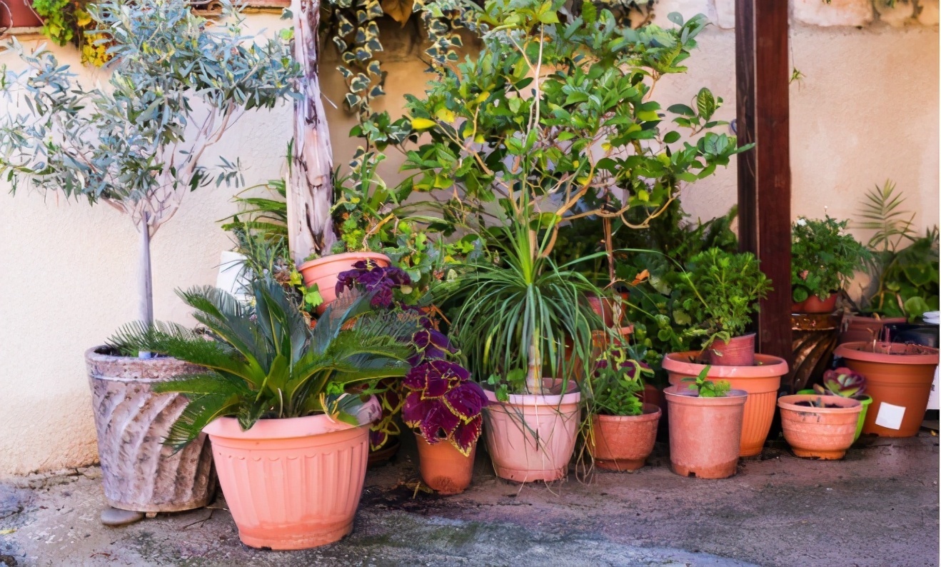 沙漠玫瑰|养花贵精不在多,3种花入手不后悔,谁看了都喜欢