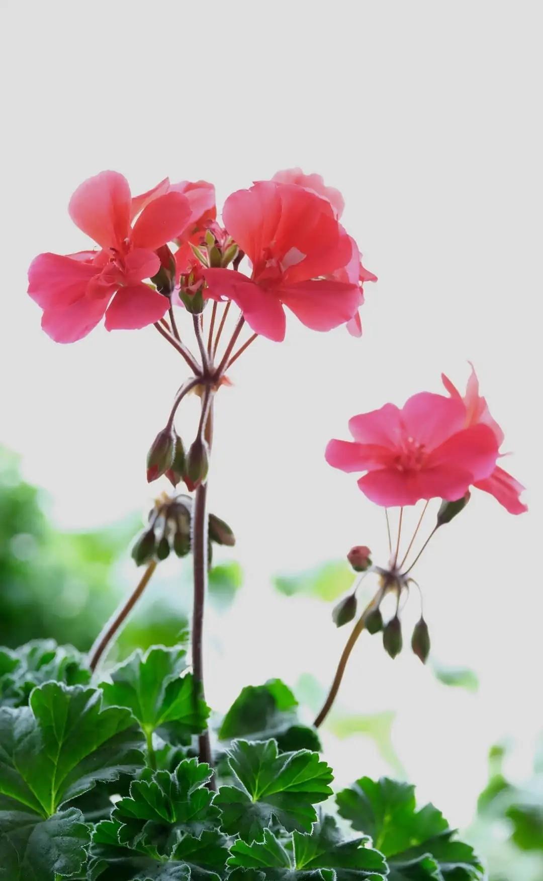 阳台必养盆栽花-天竺葵,如果非要给理由,这“8个”够不够?