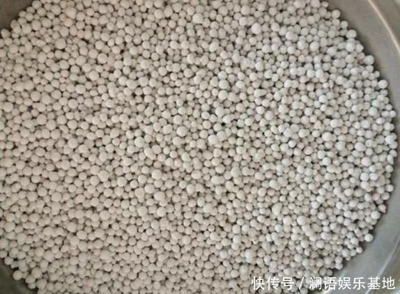 养君子兰、长寿花,盆里撒点“万能肥”,新芽猛长,呼呼开花!