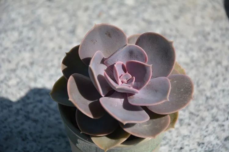 面朝大海的多肉们,在四季变迁中生生不息!