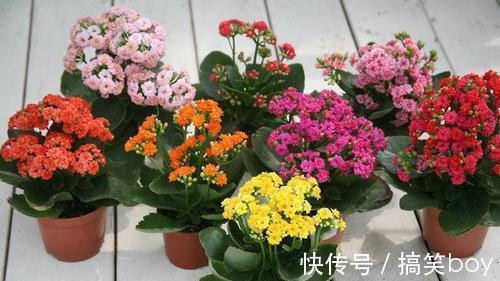 耐旱|4种懒人花，种在小盆里，3个月不浇水，长得旺开花多！