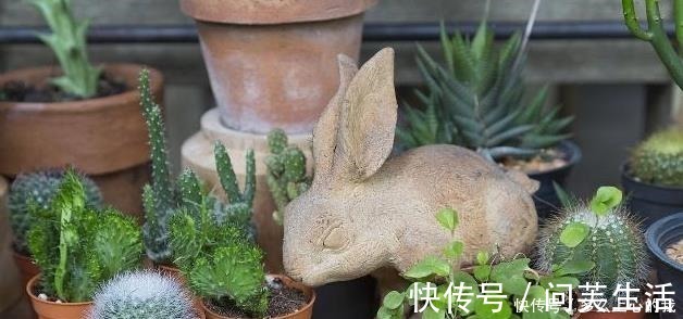 养殖|如何养好“多肉”免费教你一招“多肉”养殖技术!