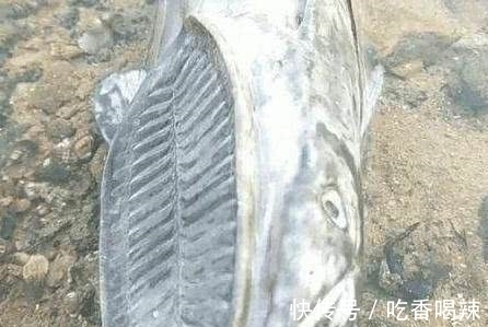 奇闻:男子钓到一条怪鱼,刚准备扔掉,鱼的