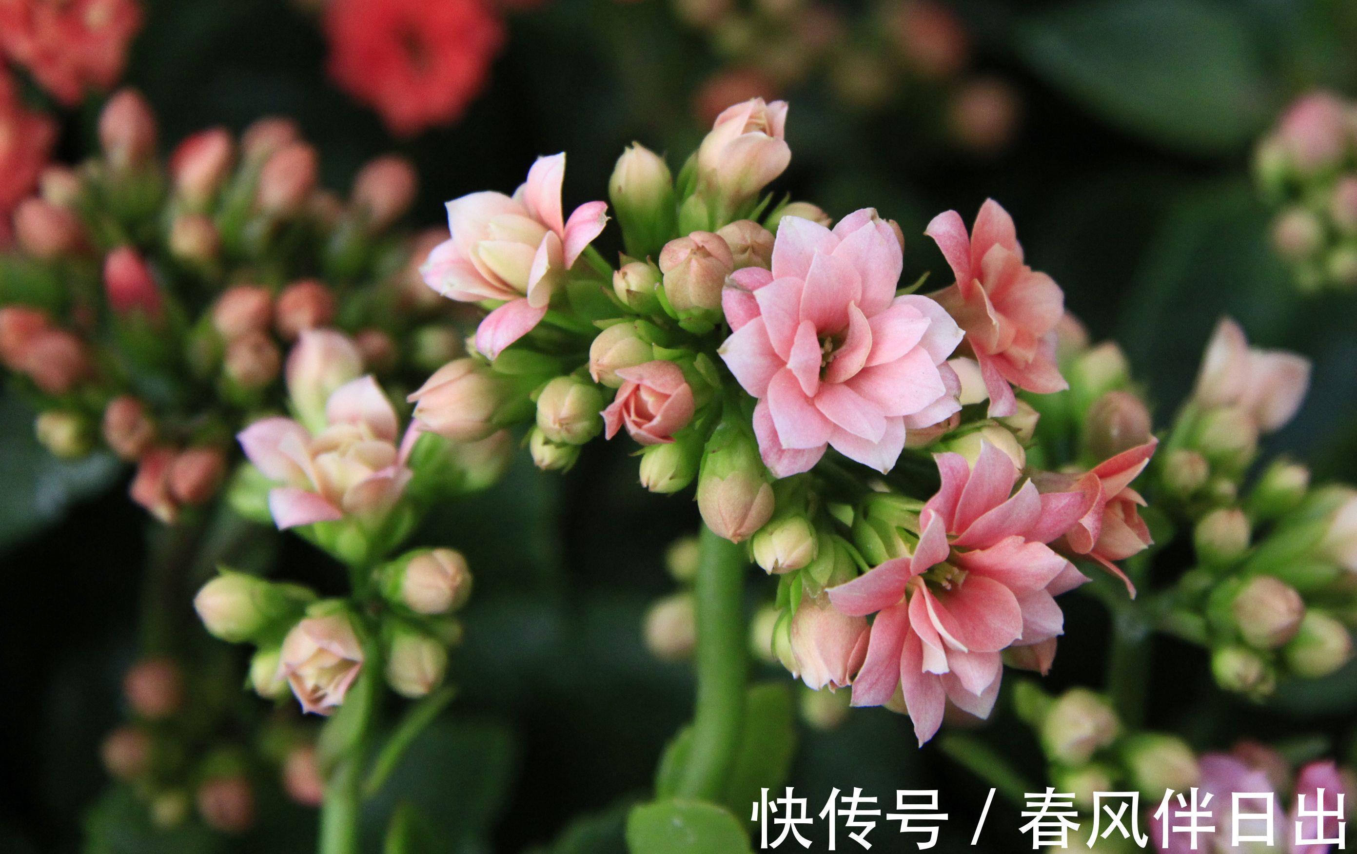 花友|长寿花立秋后养护有讲究，浇水施肥都不能急，把握好时机才能爆盆