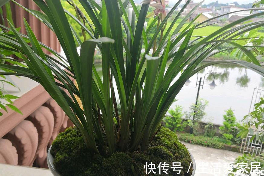 因素|哪些因素会导致兰花盆栽烂根？