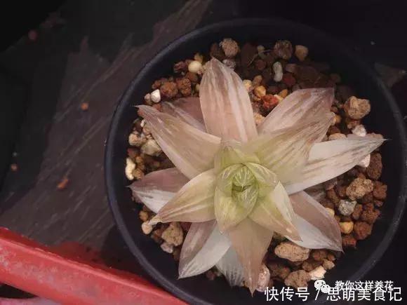 这些花千万别乱晒太阳,晒一盆死一盆