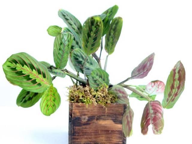 养花|12种净化空气非常棒的室内绿植,养花新手都养不死的植物