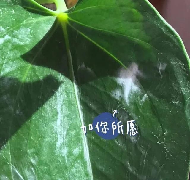 1粒小药片,碾碎丢水里,花像吃了兴奋剂疯长