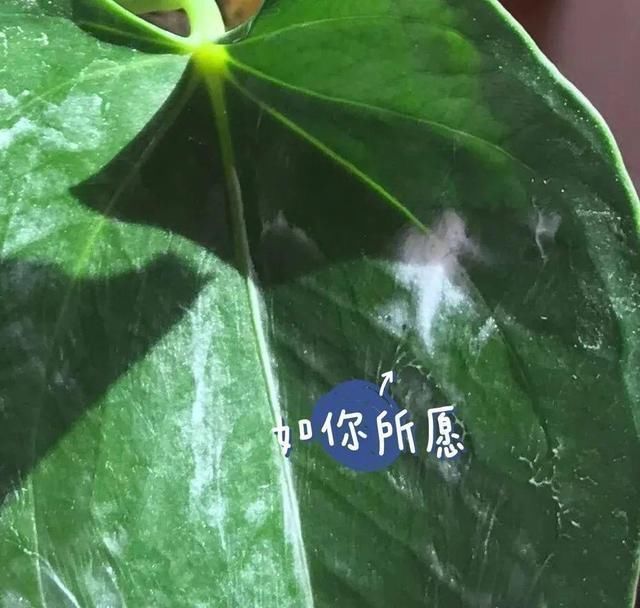 1粒小药片，碾碎丢水里，花像吃了兴奋剂疯长