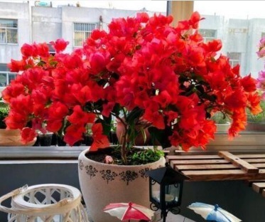 王大姐就养“2种花”，入冬就开成“花海”，街坊邻居都说美！