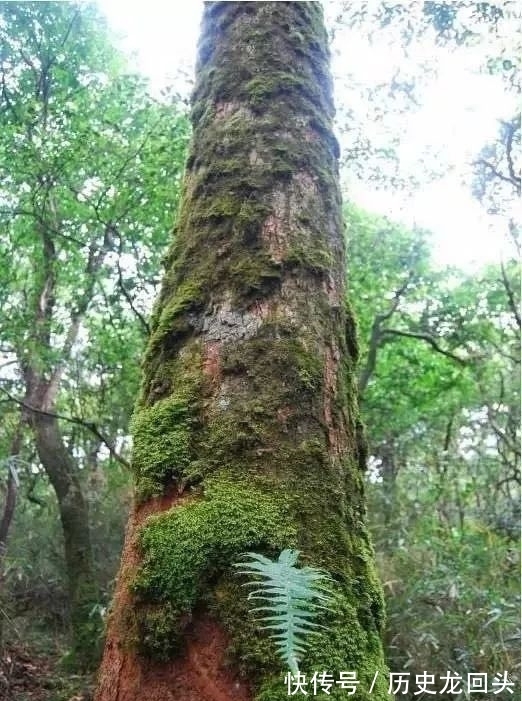 我国广西特有的古老孑遗物种——元宝|国家Ⅰ级保护濒危珍稀植物| 冷杉