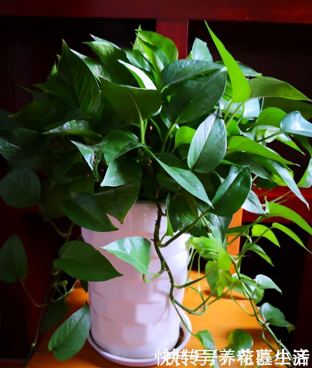 黄豆|黄豆养花当花肥,最佳使用方法有“2种”,快速吸收,促进生长