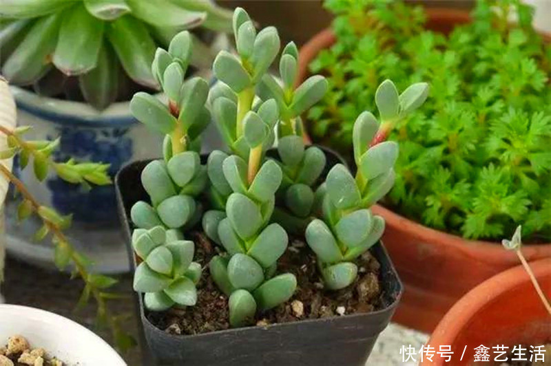 钱串子|适合夏天养的几种多肉,叶片肉嘟嘟能长成“瀑布”