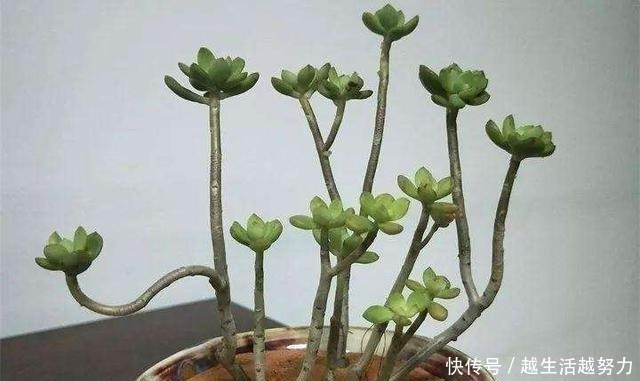 分枝|多肉水桩又被称之为白菜桩,3种补救方法,可使其再度变美!