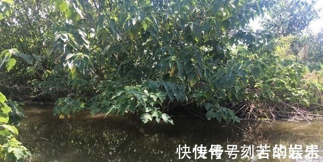 鱼类|没有水草就不能钓鱼了吗根据这4点来找鱼,下竿之处即咬钩