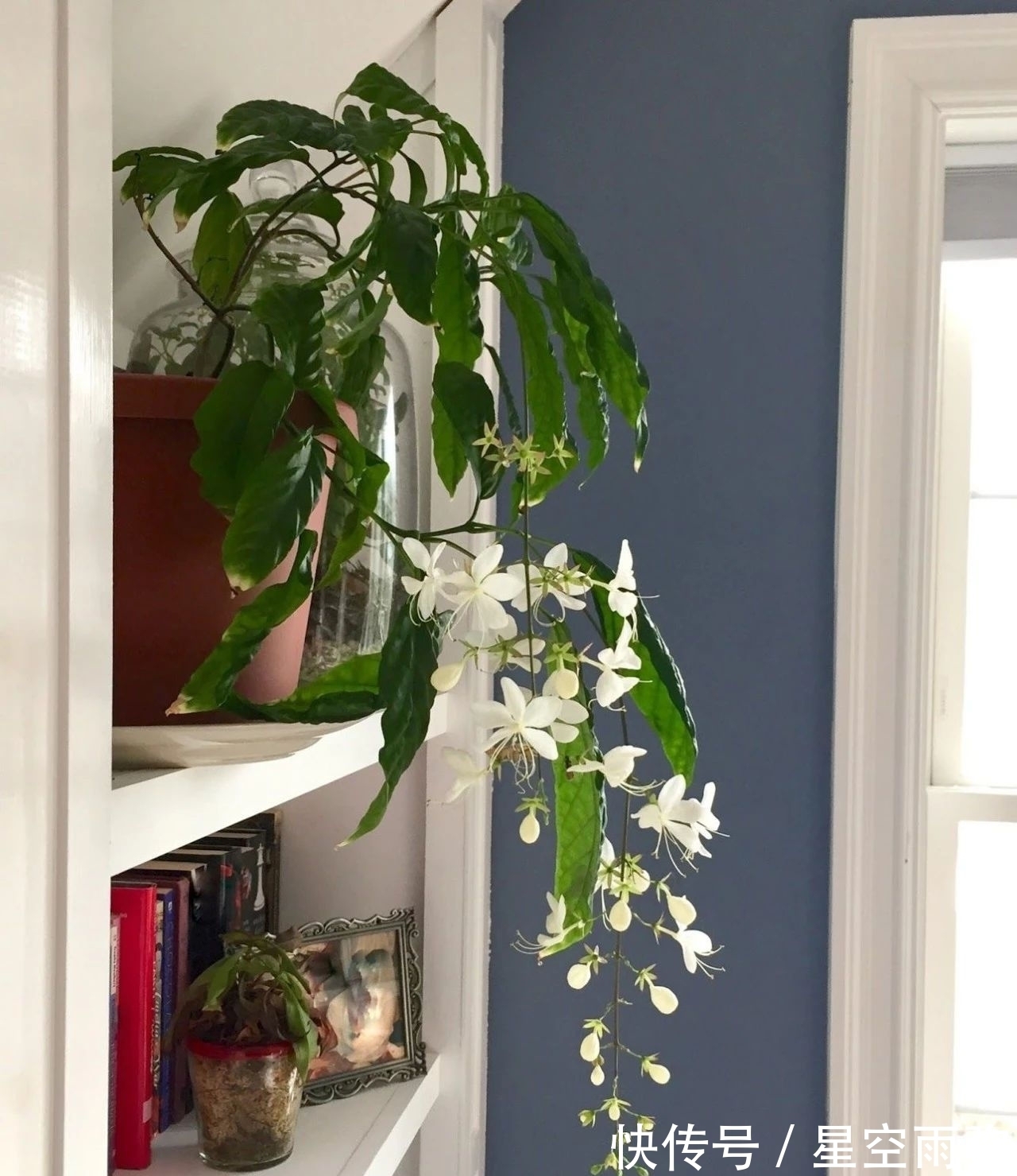 每年春节前后,除了年宵花,买盆龙吐珠也不错,好看的半藤本花卉