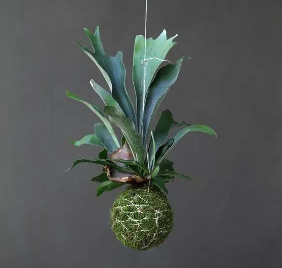 室内绿植种花不用盆，揉一个小球吊起来就让家里美翻