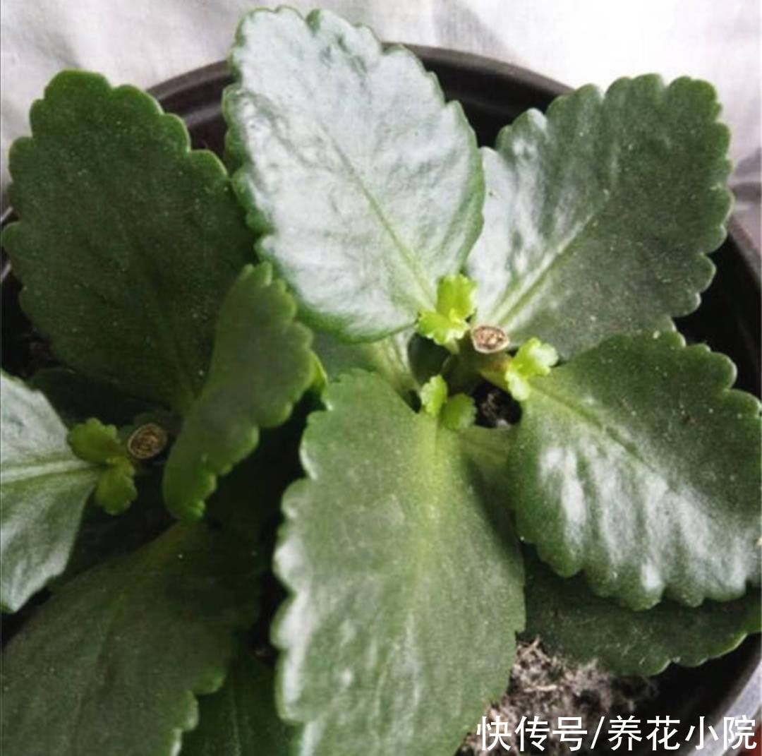 新枝|长寿花长得又瘦又小，秋天给它做好4件事，植株长势旺，孕蕾多