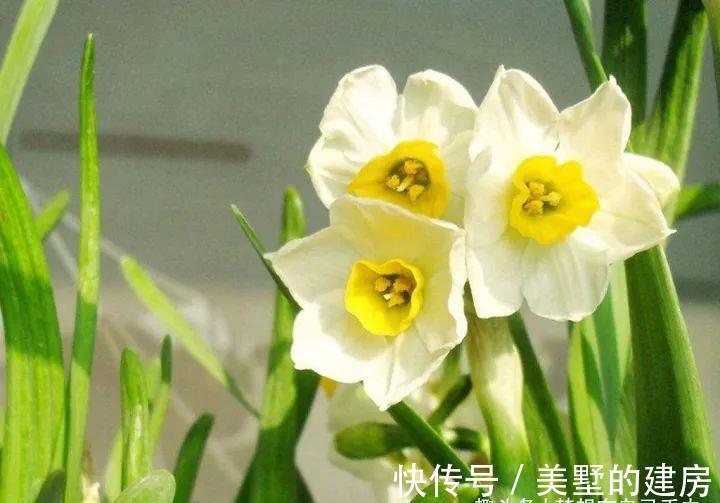 花花草草|原来花花草草也有这么多“雅称”