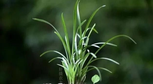 养好兰花的口诀,书本上学不到的经验,喜欢就收藏吧