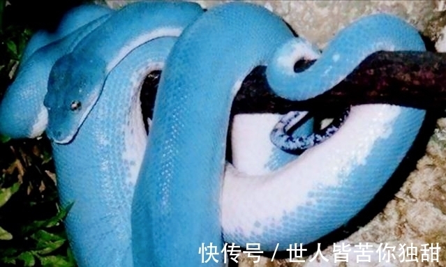 食肉动物|10条新鲜好玩的冷门小知识,你知道多少呢?